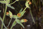 Florida pineland spurge